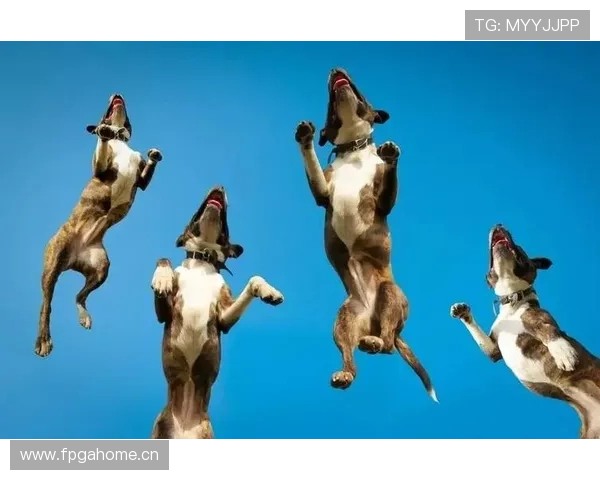 万狗体育:全面提升宠物运动体验的多元化服务 万狗体育:全面提升宠物运动体验的多元化服务